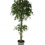 Ficus Artificial Plant